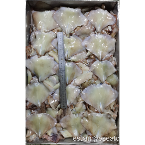 Squid congelado sobras de ala nototodarus sloanii 400-600g